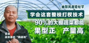 90%的大棚蔬菜都能国型正 产量高